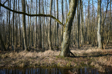 Photo of a swampy area in the forest. - 754530220