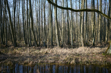 Photo of a swampy area in the forest. - 754530233
