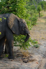 Obraz premium Elephants of the Okavango Delta