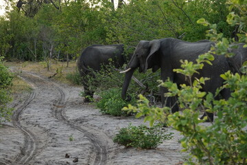 Elephants of the Okavango Delta