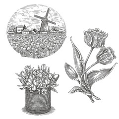 Set of tylips illustrations. Windmill in a field of tulips, basket with flowers and branch. Sketch. Engraving style. Vector illustration.