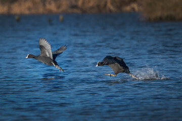 The spring Coot chase