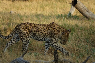Leopard in the Okavango Delta with a Tree Squirrel Kill