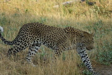 Leopard of the Okavango Delta with a Tree Squirrel Kill