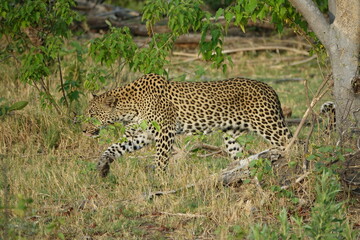 Leopard in the Okavango Delta with a Tree Squirrel Kill
