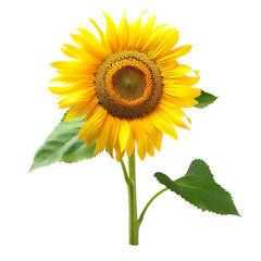 sunflower isolated on white, 