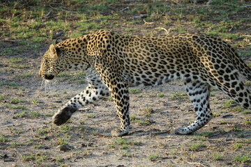 Leopard of the Okavango Delta with a Tree Squirrel Kill