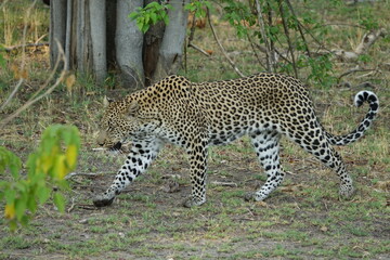 Leopard in the Okavango Delta with a Tree Squirrel Kill