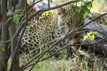 Leopard of the Okavango Delta with a Tree Squirrel Kill