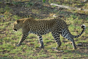 Leopard in the Okavango Delta with a Tree Squirrel Kill