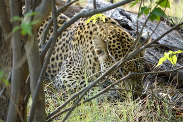 Leopard in the Okavango Delta with a Tree Squirrel Kill