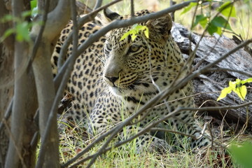 Leopard of the Okavango Delta with a Tree Squirrel Kill