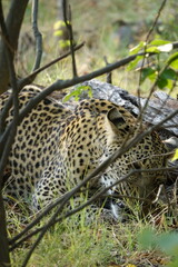 Leopard in the Okavango Delta with a Tree Squirrel Kill