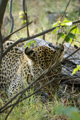 Leopard of the Okavango Delta with a Tree Squirrel Kill