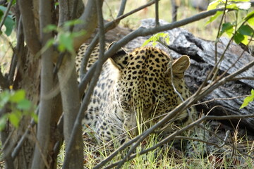 Leopard in the Okavango Delta with a Tree Squirrel Kill