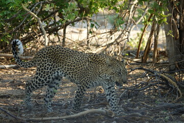 Leopard in the Okavango Delta with a Tree Squirrel Kill
