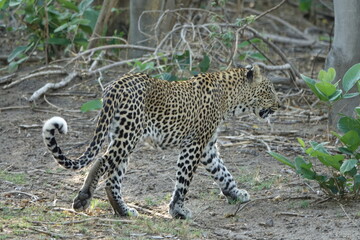 Leopard of the Okavango Delta with a Tree Squirrel Kill