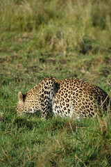 Leopard of the Okavango Delta with a Tree Squirrel Kill