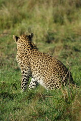 Leopard in the Okavango Delta with a Tree Squirrel Kill