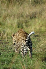 Leopard in the Okavango Delta with a Tree Squirrel Kill