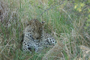 Leopard of the Okavango Delta with a Tree Squirrel Kill