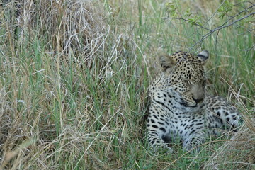 Leopard of the Okavango Delta with a Tree Squirrel Kill
