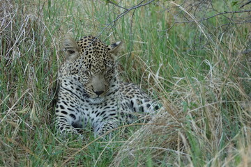 Leopard of the Okavango Delta with a Tree Squirrel Kill