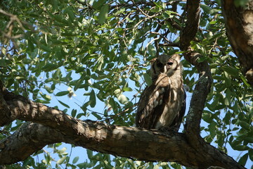 Verreaux's Eagle-Owl in the Okavango Delta sitting on a tree