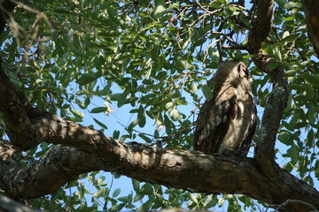 Verreaux's Eagle-Owl in the Okavango Delta sitting on a tree