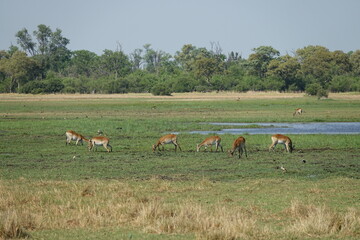Lechwe in the Okavango Delta