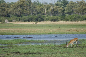Landscape of the Okavango Delta