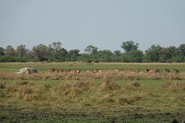 Lechwe in the Okavango Delta