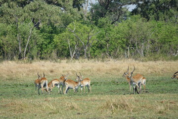 Lechwe in the Okavango Delta