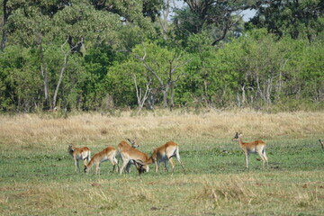 Lechwe in the Okavango Delta