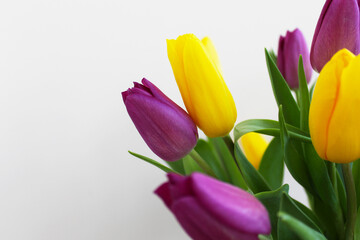spring flowers, yellow purple  tulips close-up on a light background