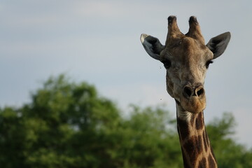 Giraffe in the Okavango Delta