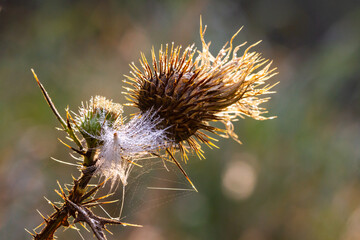 Background. Close-up.  Dry cotton thistle ( onopordum acanthium ) with  morning dewdrops. The...