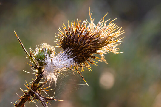 Background. Close-up.  Dry cotton thistle ( onopordum acanthium ) with  morning dewdrops. The backdrop of the autumn season