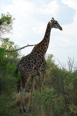 Giraffe in the Okavango Delta