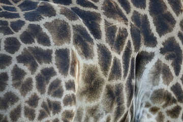 Giraffe in the Okavango Delta