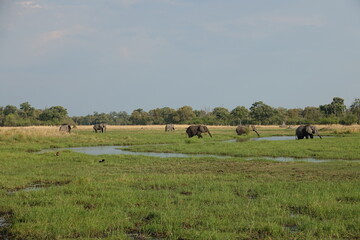 Elephants in the Okavango Delta, Memory of Elephants, Herd of Elephants