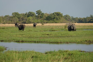 Elephants in the Okavango Delta, Memory of Elephants, Herd of Elephants