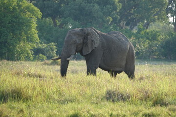 Naklejka na ściany i meble Elephants in the Okavango Delta, Memory of Elephants, Herd of Elephants