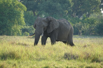 Naklejka na ściany i meble Elephants in the Okavango Delta, Memory of Elephants, Herd of Elephants
