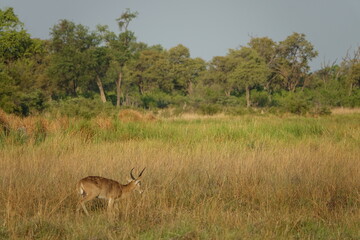 Male Reedbuk in the Okavango Delta