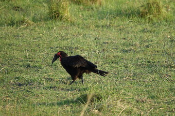 Southern Ground Hornbill in the Okavango Delta