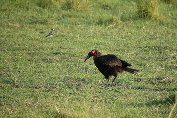 Southern Ground Hornbill in the Okavango Delta