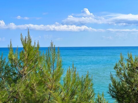 Pine trees on sea shore and sky clouds.
