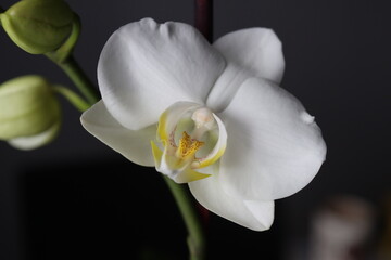 Naklejka na ściany i meble Falenopsis ćmówka Phalaenopsis orchidea