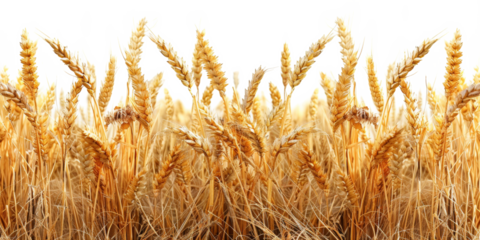 Golden ripe wheat field ready for harvest in agriculture, cut out - stock png.